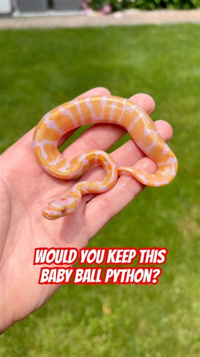 Would You KEEP This Baby Ball Python!?