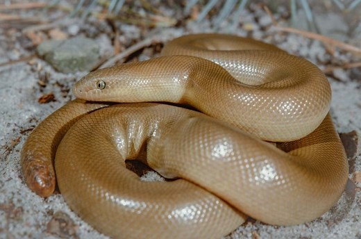 Rubber Boa: Care, Temperament & Breeding - AZ Reptiles