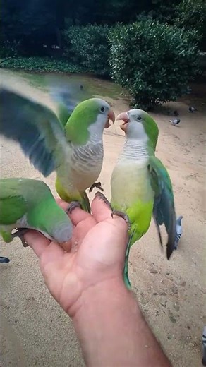 #parrots aggressively and attack surprise in head 😵‍💫🙂