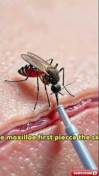 The Secret of Why Male Mosquitoes Don’t Bite.