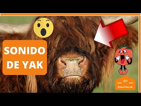 🐃🤔¿Qué es un YAK? - AUTENTICO SONIDO de YAK TIBETANO para NIÑOS