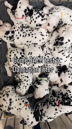 Lauren McNamara on Instagram: "Yes we do hearing tests in dogs …The hearing test used in Dalmatians (and other breeds prone to congenital deafness) is called the BAER test — which stands for Brainstem Auditory Evoked Response. It’s a specialized neurological test that measures the brain’s electrical activity in response to sound. Tiny electrodes are placed on the dog’s head, and clicks are played through earphones; the test records whether the auditory pathway is functioning normally. Breeders o