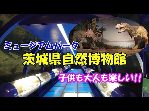 「茨城県自然博物館」恐竜の展示が大迫力！自然と生物の歴史やしくみが楽しく学べちゃいます！