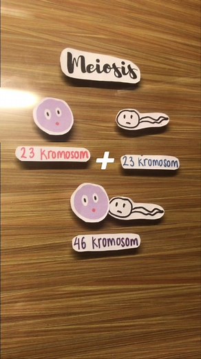 Understanding Mitosis and Meiosis in Biology: Study Guide