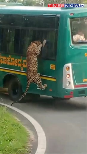 A leopard jumps onto a safari bus window yesterday evening at Bannerghatta National park It was a moment of panic coupled with adrenaline for those who were on the safari. #leopard #BannerghattaNationalPark #Bengaluru #Karnataka #wildlife | TIMES NOW