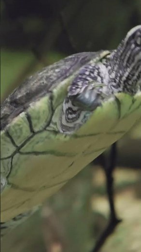 Turtle Swimming Up CLOSE In Clear Water!