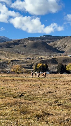 Weaning the colts today! They both hopped right into the trailer out in the pasture and didn’t take any time at all to unload (zero pressure both ways). In 3 days we’ll start halter training. #Idaho #ranch #life #Morgan #quarterhorse #cross #Colt | J Lazy S Angus Ranch