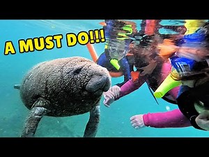 SWIM with MANATEES in CRYSTAL RIVER, FLORIDA with KIDS | The Plantation Hotel | Adventure Center