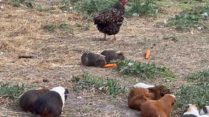 Over the years we have somehow become amongst other things a huge Guinea pig sanctuary. Last week we have two large surrenders, unfortunately quite a few of the 20 new additions are pregnant. People need to be aware Guinea pigs can start breeding from around 4 weeks old. Baby boys should be removed at 3 weeks. This paddock we have is very secure and only houses females 🥰 Yesterday was carrot treat day 🥰 | Brightside Farm Sanctuary