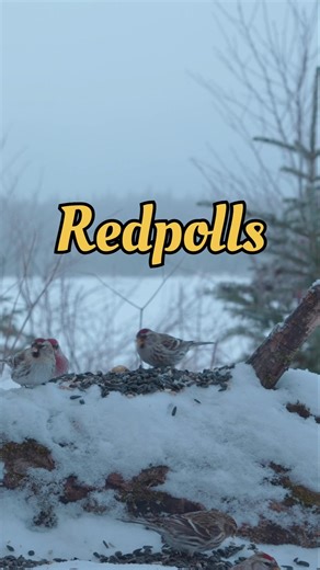 Redpolls - Bird Identification