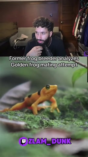 Golden Frog Mating Analysis: Live Tonight at 9 PM EST