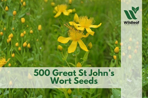 500 Great St John’s Wort Seeds – Hypericum Pyramidatum - Etsy