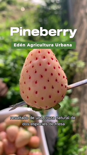 Pineberry: A Unique White Strawberry Variety Explained