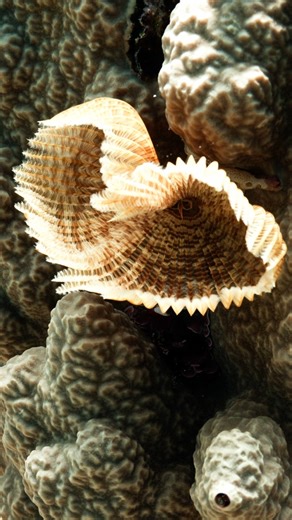 Fanworm. | Corneelvm.Underwater