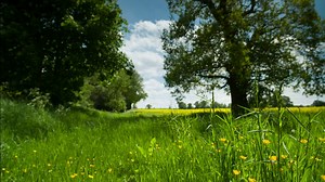Countryside meadow - Free Stock Video