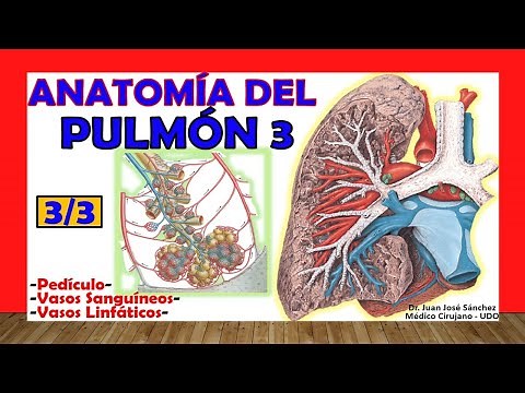 🥇 LUNG 3/3, Anatomy. (Blood, Lymphatic and Pedicle Vessels) Easy and Simple