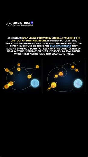 The Stars That Stay Young by Draining Their Neighbors