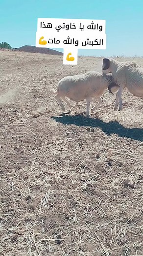 Playful Sheep in a Scenic Open Field