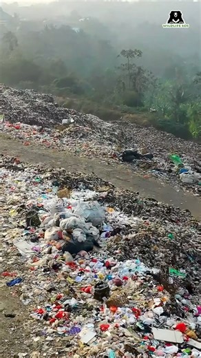 Climate change, a very tangible and real threat requires our attention, NOW! For this, a significant and visible shift towards prioritizing environmental protection and seeking biodegradable and reusable alternatives is the need of the hour. This Earth Day, let's commit to actions to preserve ecosystems, protect wildlife, and ensure a healthier planet for generations to follow!💚🙏🏻 #WildlifeSOS #Wildlifeconservation #EarthDay #Earthday2024 | Wildlife SOS