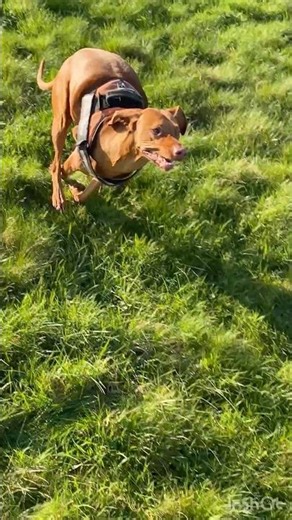 Vizsla Full Speed Toward the Camera! 🐕💨