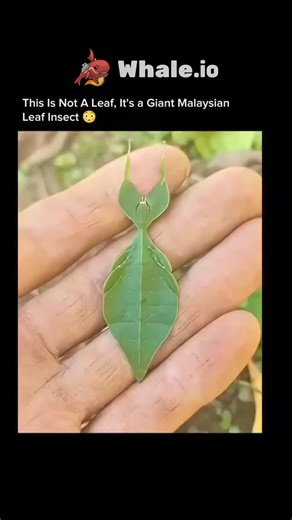 knowledge matrix on Instagram: "Pulchriphyllium giganteum, better known as the Giant Malaysian leaf insect, is an extraordinary creature found deep within Malaysia’s tropical rainforests. Famous for its near-perfect leaf disguise, this insect can vanish into surrounding greenery with ease. Females are seen far more often and have a wide, flattened green body marked with uneven brown patches that closely resemble a dried, aging leaf. Growing up to about 105 mm, it holds the title of the largest s
