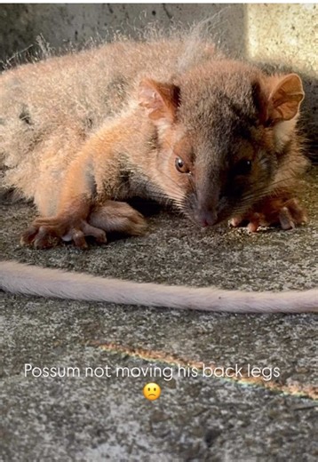 Explore Sydney Australia: A Journey from Brazil