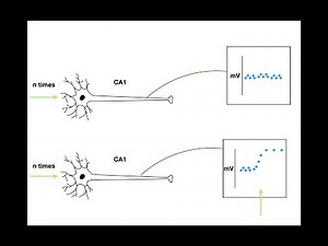 Long Term Potentiation