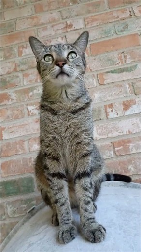 Henny the Cat's Grooming Routine#cats#catgrooming