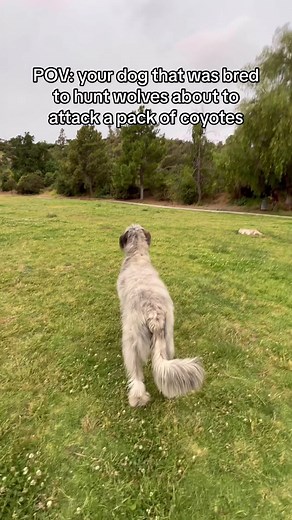 Irish Wolfhound Training for Coyote Hunting