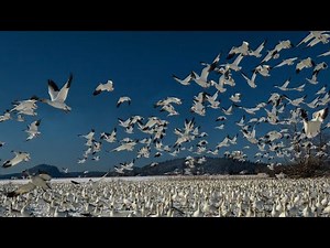 Setup 700 Full body Decoys to hunt these Geese!