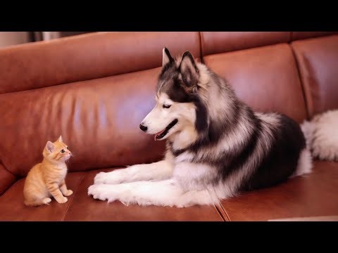 A Husky adopted three stray kittens… then waited until they loved her back.