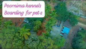 5.7K views · 42 reactions | We provide all types of quality puppies. Location medchal Professional pet grooming service. Pet boarding service. Andpet Training also. #fypviralシ #petsofinstagram #harikanayan #fypシ #trendingreel #energy #playbacksinger #doglover #dogsofinstagram #love | Harika Narayan | Facebook