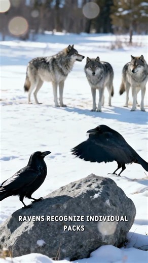 Are Ravens Smarter Than Wolves? The Shocking Discovery