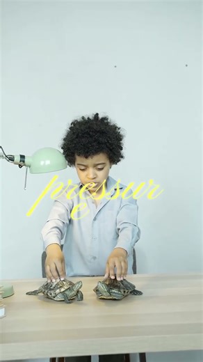 Turtles Sensitive Shells Explained