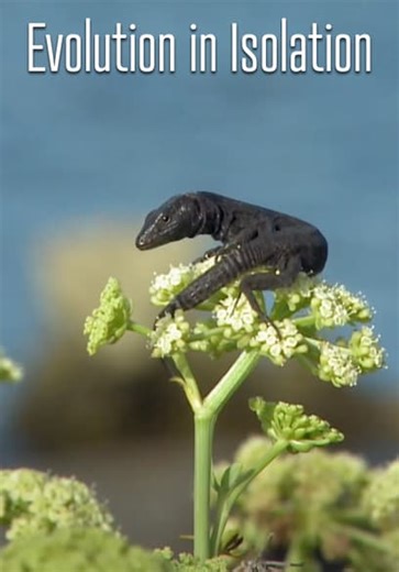 Evolution in Isolation (2016)