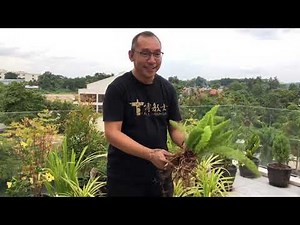 FOXTAIL FERN - HOW TO PROPAGATE