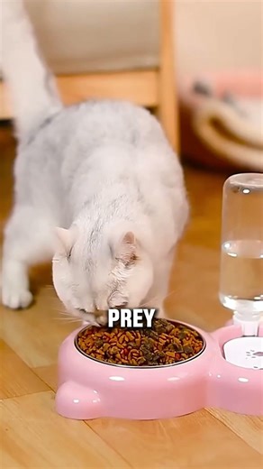 3 Dangerous Drinking Mistakes for Cats