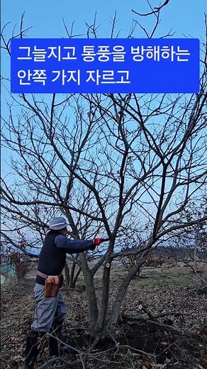밤나무 가지치기 #밤나무전정 #밤나무가지치기 #밤나무
