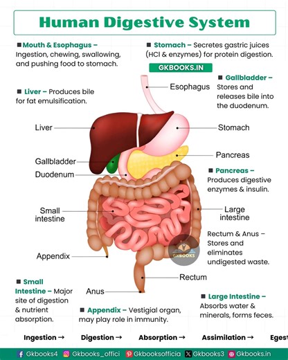 Parts of Human Digestive System you need to know #DigestiveSystem #HumanBiology #ScienceForStudents #ExamPreparation #HealthFacts | Gkbooks