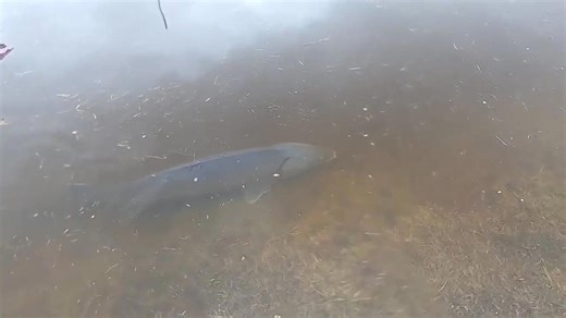Overflowing Wisconsin River carries sturgeon into parking area