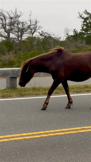 Assateague Island MD Ponies heading south before the storm🐎 Saturday, October 11, 2025 | James Werner