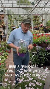 Iberis “Pink Ice “ is a new Candytuft that flowers for months and lasts for years .Good in pots or beds in a sunny and free draining spot. Salvia “Rockin Blue Suede Shoes “ flowers for months and lasts for years . Planting time is from now, available in Webshop https://pergolanurseries.ecwid.com ALL IRELAND DELIVERY 🚚 32 Counties WEBSHOP https://pergolanurseries.ecwid.com Pergola Nurseries Garden Corner, Virginia,Co Cavan A gardeners oasis of quality plants Open Tuesday to Saturday 10.30-6 Open