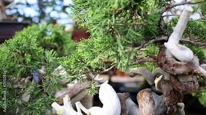 Bonsai thuja tree with curved trunk in pot at greenhouse.