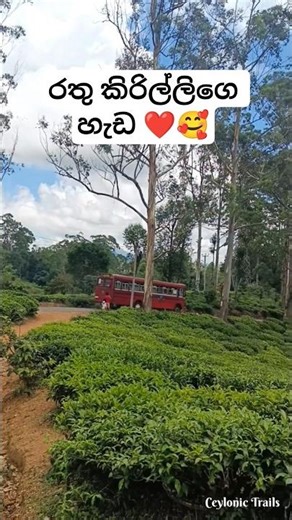 බණ්ඩාරවෙල රතු කිරිල්ලී 🥰🥺😮 #shorts #viral