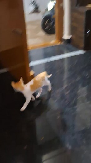 Wait for daddy ( simba🦊 ) #daddylove #animalovers #cat #shorts #viralreels #viralvideo #video #reels #playing #1mviews #reelsviral #supportmeguys🙏❤❤ #chintu #simba #likesharecommentfollow💕❤️❤️❤️ #keepsupporting🙏❤️ #morelove❤️ #love #kannadachannel | Harini Manje Gowda