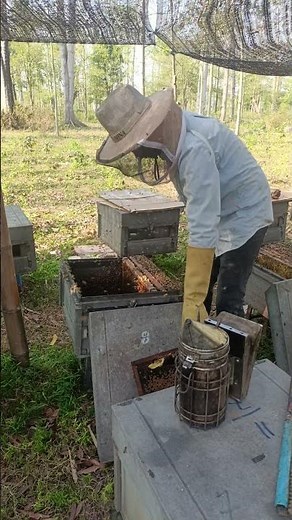 Fresh Raw Honey Harvest | Pure Honeycomb Overflowing with Golden Honey 🐝