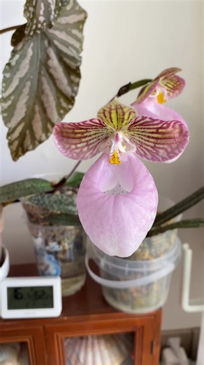 Two Paphiopedilum micranthum (also known as 玉女兜兰) in my collection. This species is listed as a National Class II Protected Wild Plant in China due to habitat loss and overcollection. With its thick, leathery leaves and elegant pouch-shaped flowers, it represents both beauty and vulnerability in the wild. Cultivated responsibly, these orchids remind us why conservation matters. #Paphiopedilum #ChineseNativeOrchid #ProtectedSpecies #OrchidConservation