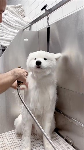 Ready for my close-up - 7164785434097192234 #fyp #dogphotography #foryoupage #... #doggrooming | Douglas Valles