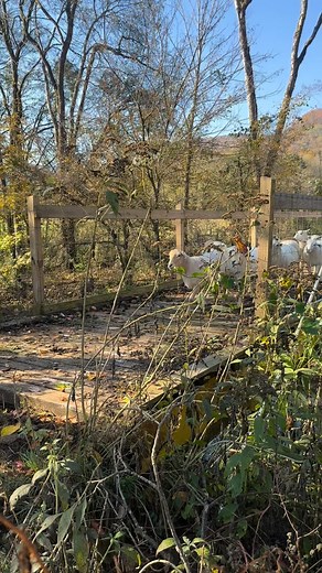 Big day on the farm!!! The ewes crossed the bridge into the ram paddock! | Sequatchie Cove Farm