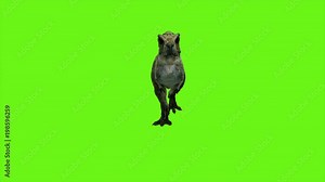 T Rex Tyrannosaur Dinosaur animation on green screen. GI realistic render. 4k.